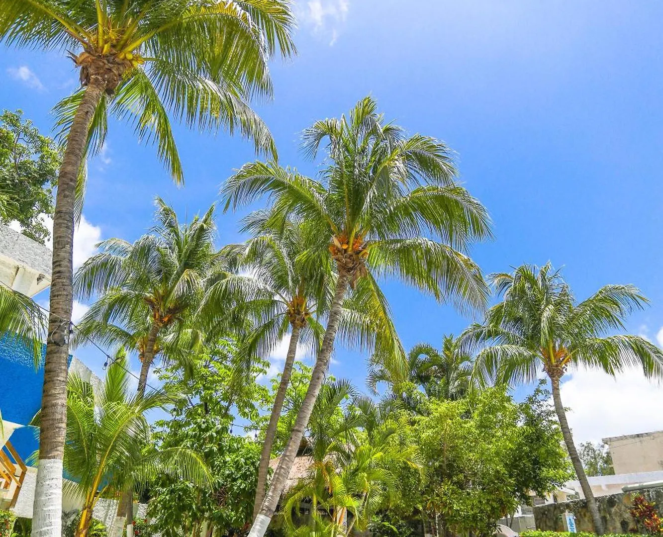Hotel Caribe Internacional Cancun